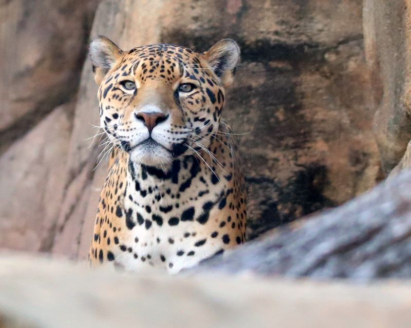 Watch For The Jaguar Along Its Trail