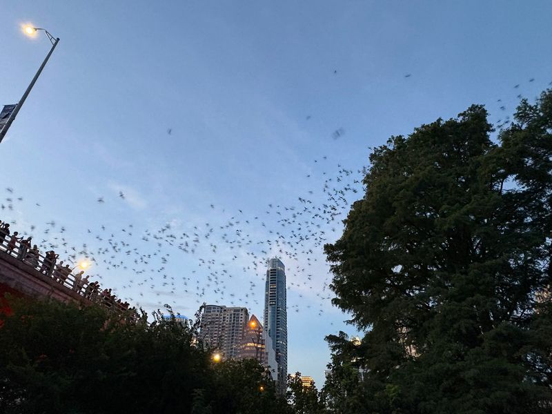 Watch The Congress Avenue Bridge Bats (Austin) Watch The Congress Avenue Bridge Bats (Austin)
