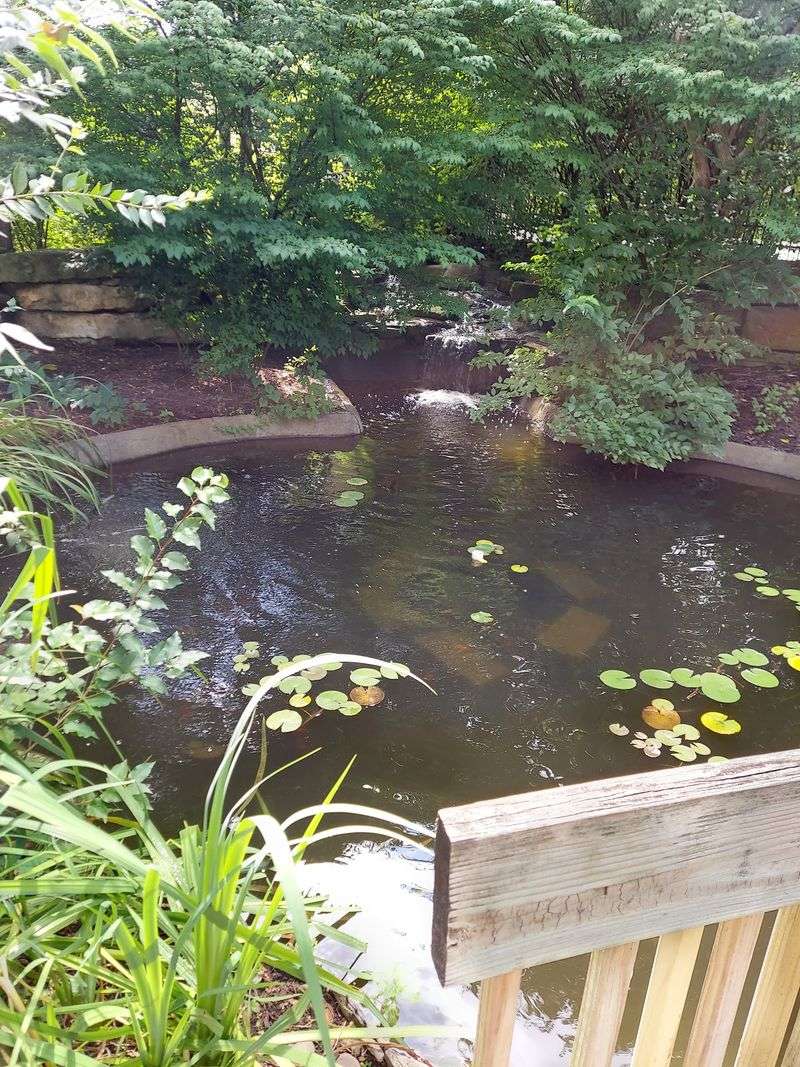 Water, Ponds, and a Quiet Place to Breathe