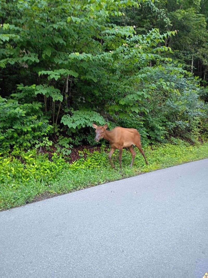 West Prong Trail, Great Smoky Mountains National Park West Prong Trail, Great Smoky Mountains National Park
