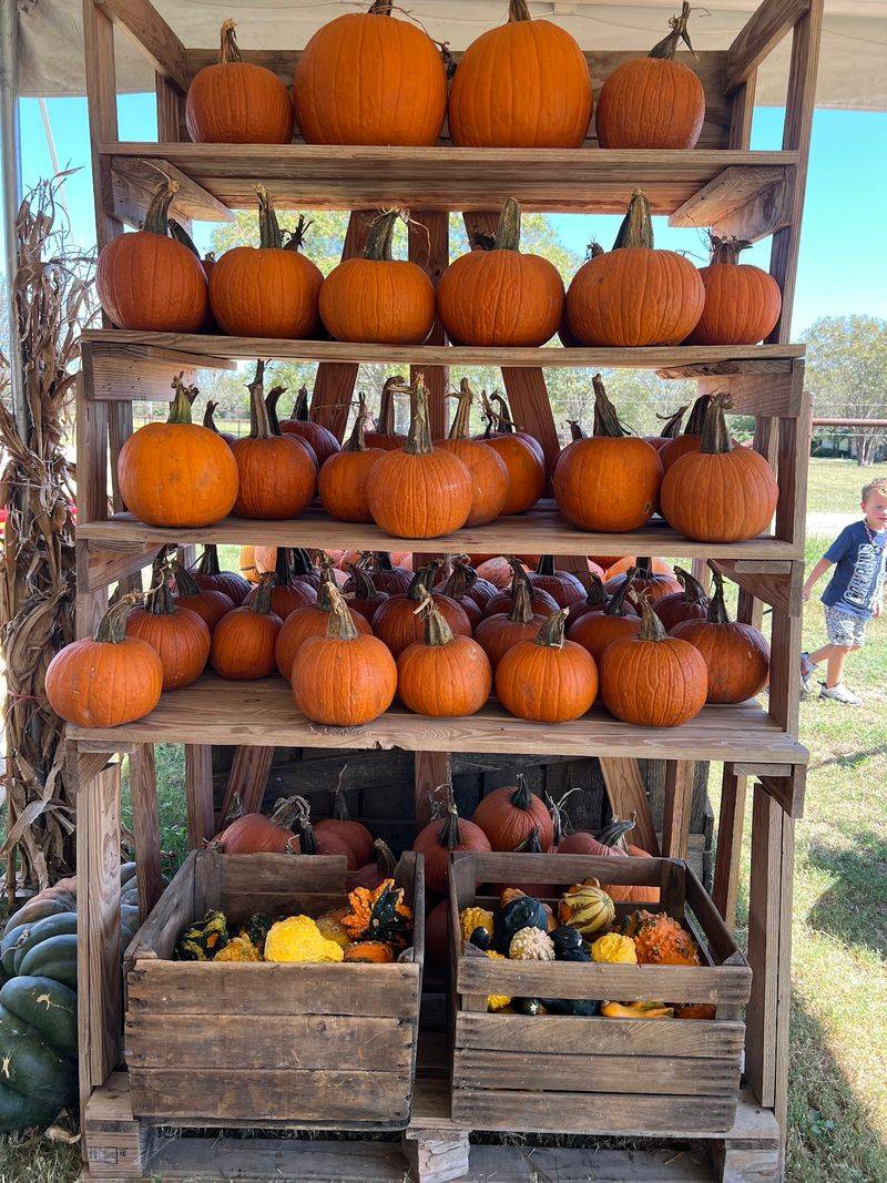 Western Belle Farm (West)