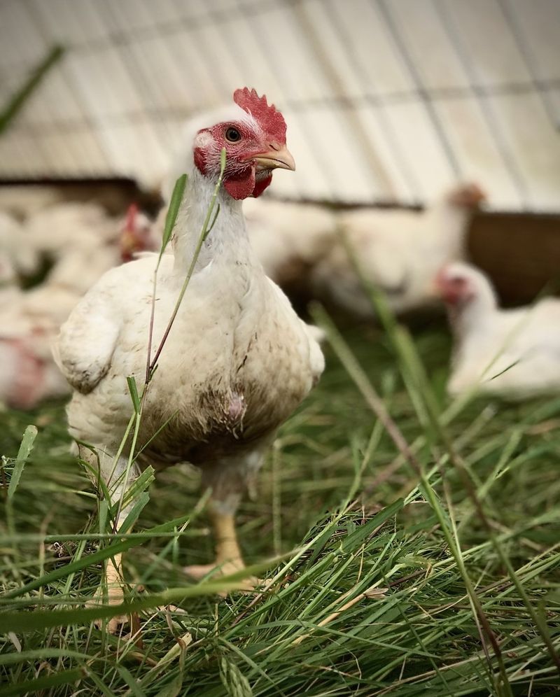 What Kinds of Meat Can You Buy From Taylor Family Farm?