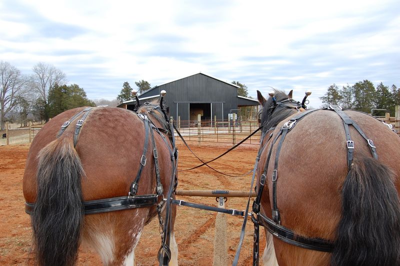 What Makes Clydesdales Such Remarkable Horses What Makes Clydesdales Such Remarkable Horses
