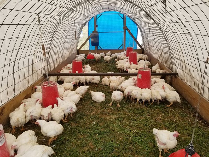What Makes Farm-Direct Meat Different From Supermarket Meat?