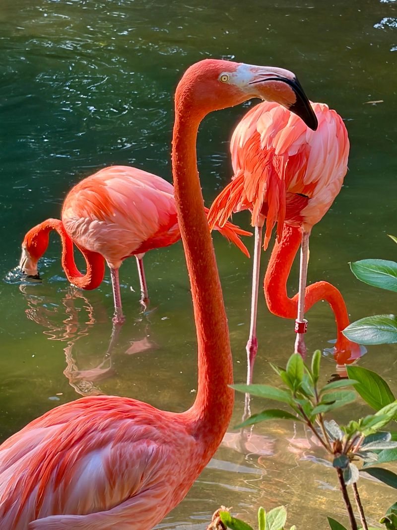 What to Know Before Spending a Day at Nashville Zoo What to Know Before Spending a Day at Nashville Zoo