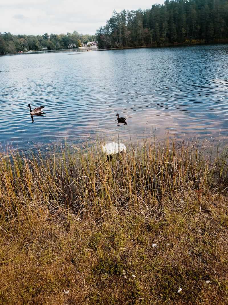 What to Know Before Visiting Hammonton Lake Park What to Know Before Visiting Hammonton Lake Park