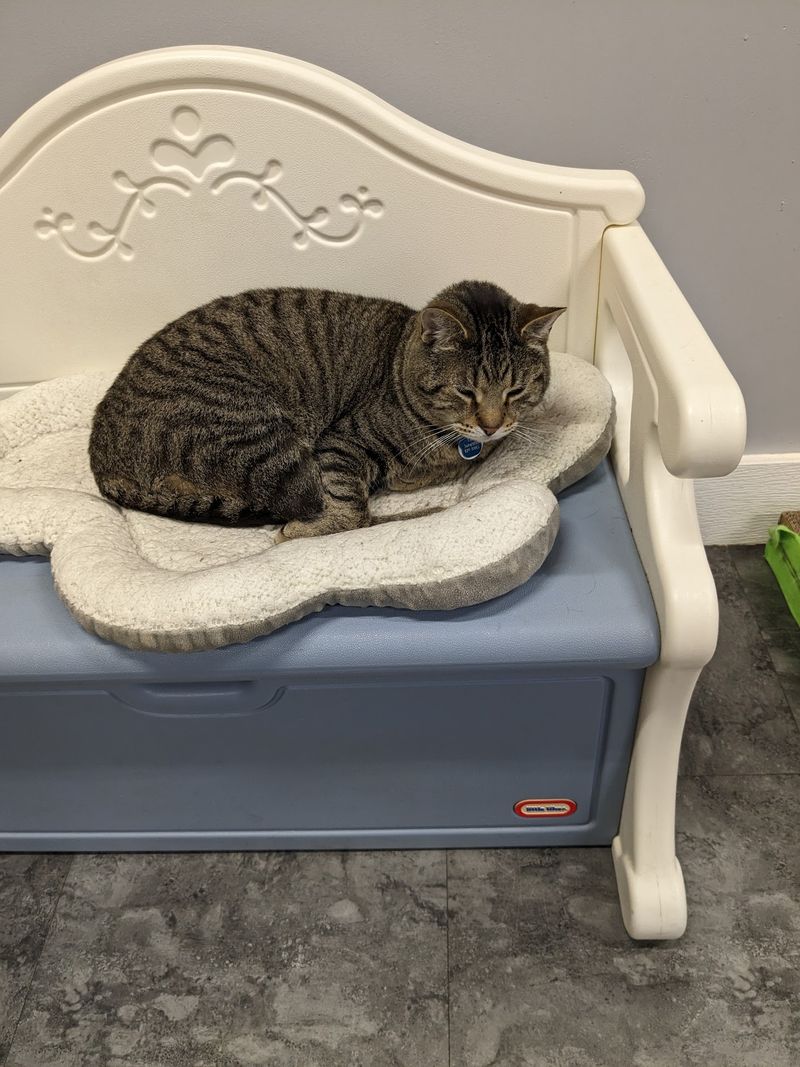 Where Adult Cats Get the Spotlight