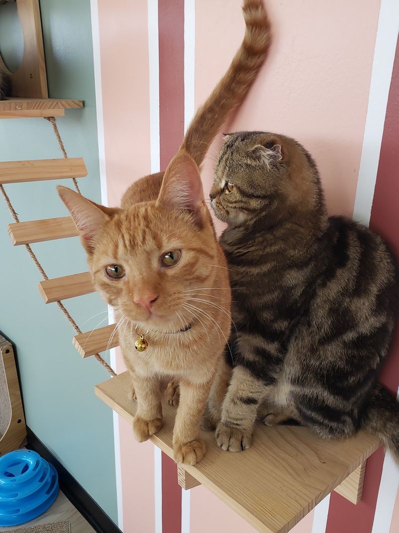 Where the Kittens Steal the Spotlight Where the Kittens Steal the Spotlight