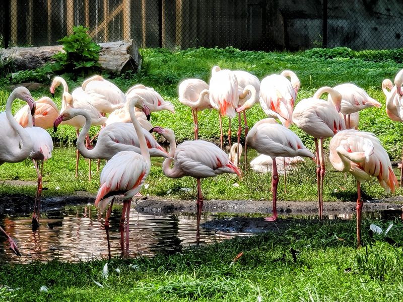 Why Detroit Zoo Belongs on Your Michigan Day-Trip List