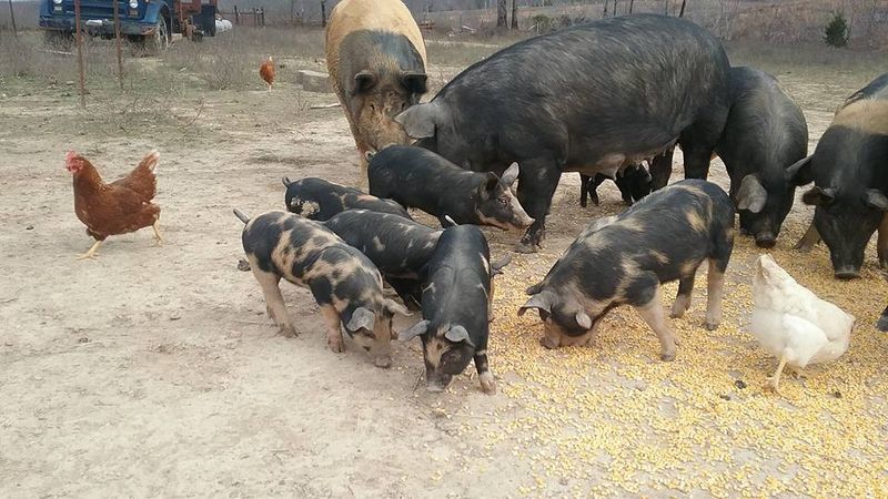 Why More Shoppers Are Buying Meat Straight From the Farm