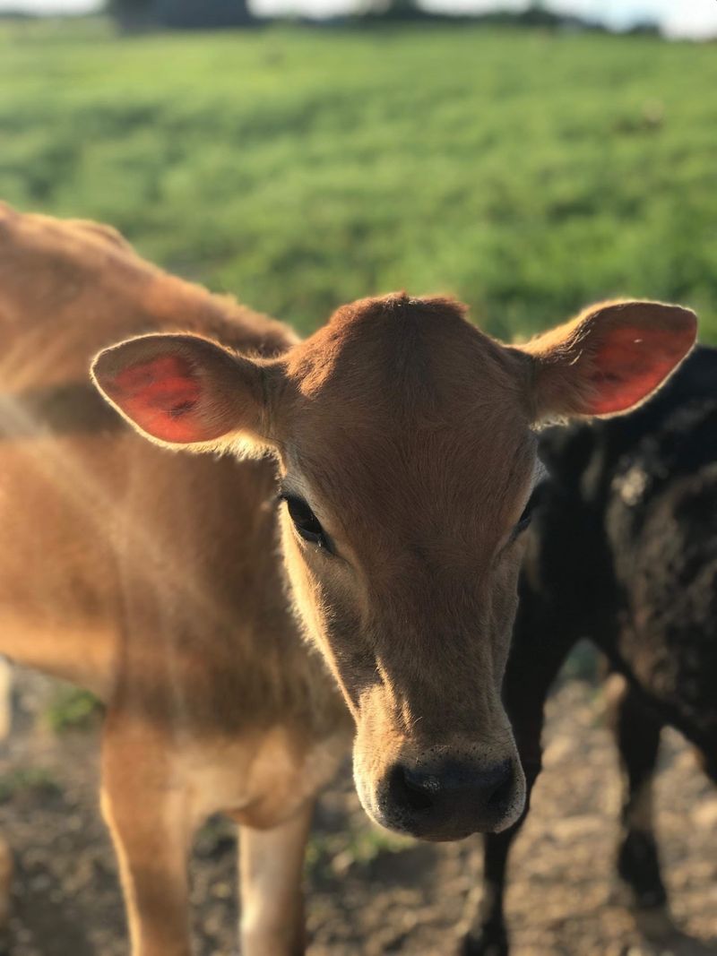 Why Taylor Family Farm Is Worth the Drive to Ethridge