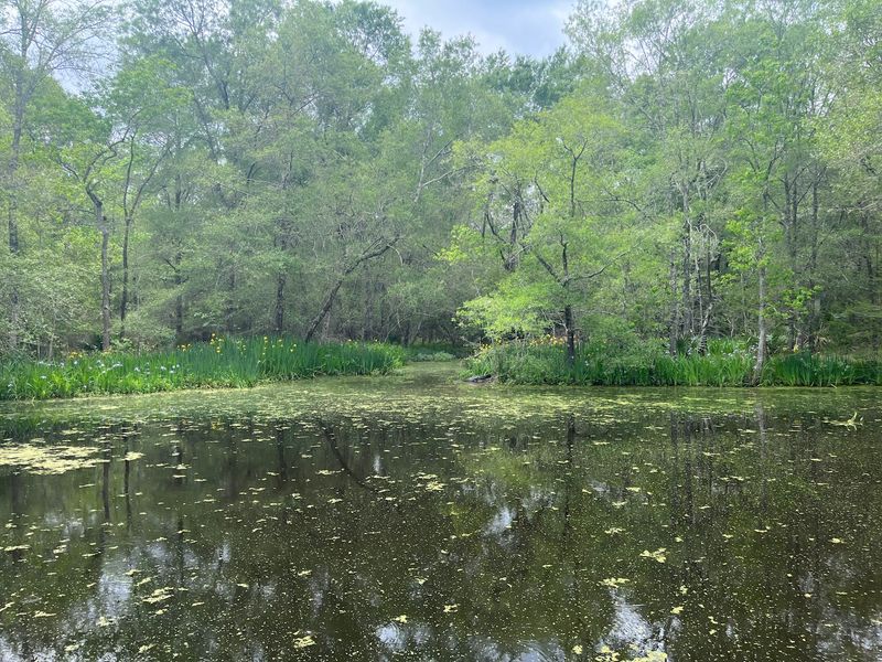 Wild Alligators Basking Along The Bayou Wild Alligators Basking Along The Bayou
