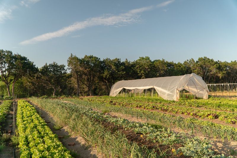 Wild Berry Farm (Sadler)