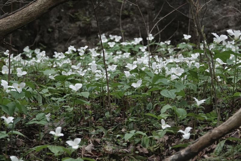 Wildflowers Brighten the Woodland Floor