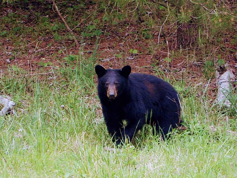 Wildlife Makes the Drive Feel Truly Alive Wildlife Makes the Drive Feel Truly Alive