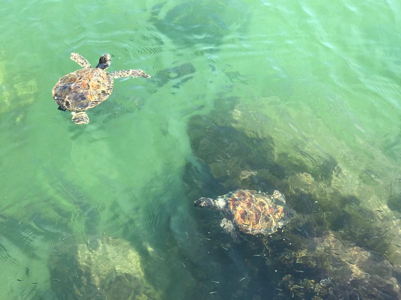 Wildlife Watching Opportunities