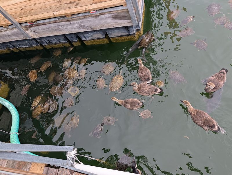 Wildlife Watching Right Beside The Dock