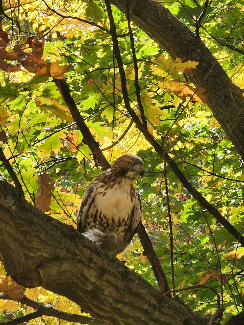 Wildlife Watching in the Heart of the Bronx Wildlife Watching in the Heart of the Bronx