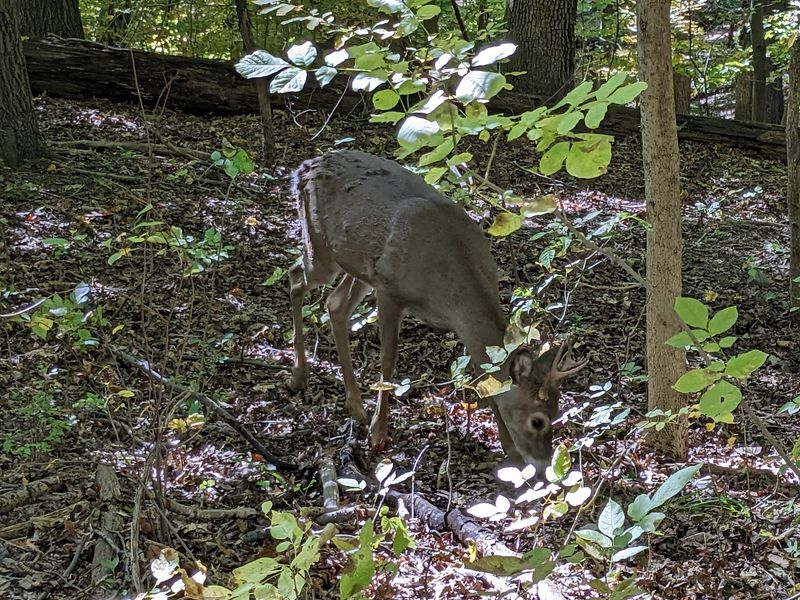 Wildlife Worth Watching Quietly Wildlife Worth Watching Quietly