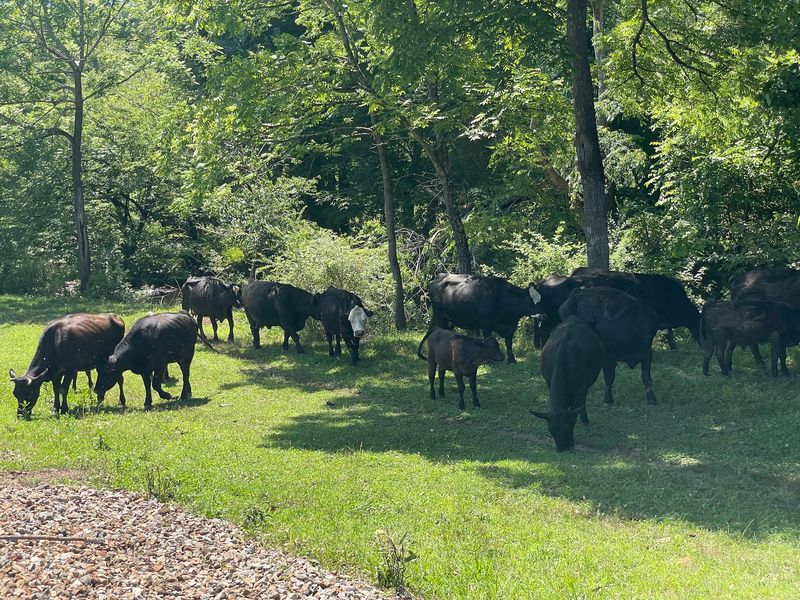 Wildlife and Farm Scenes Add Surprise Moments Wildlife and Farm Scenes Add Surprise Moments