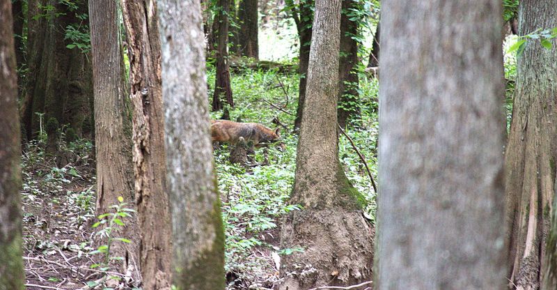 William B. Clark State Natural Area – Rossville