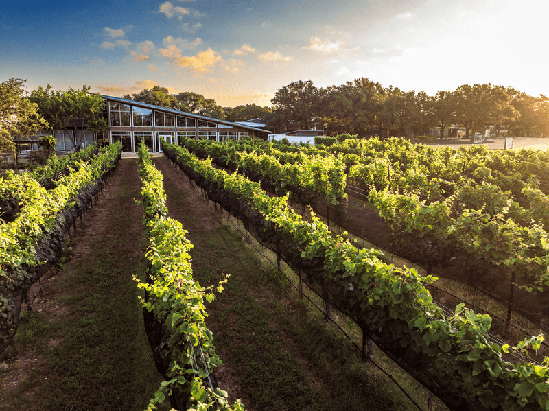 William Chris Vineyards (Hye) William Chris Vineyards (Hye)