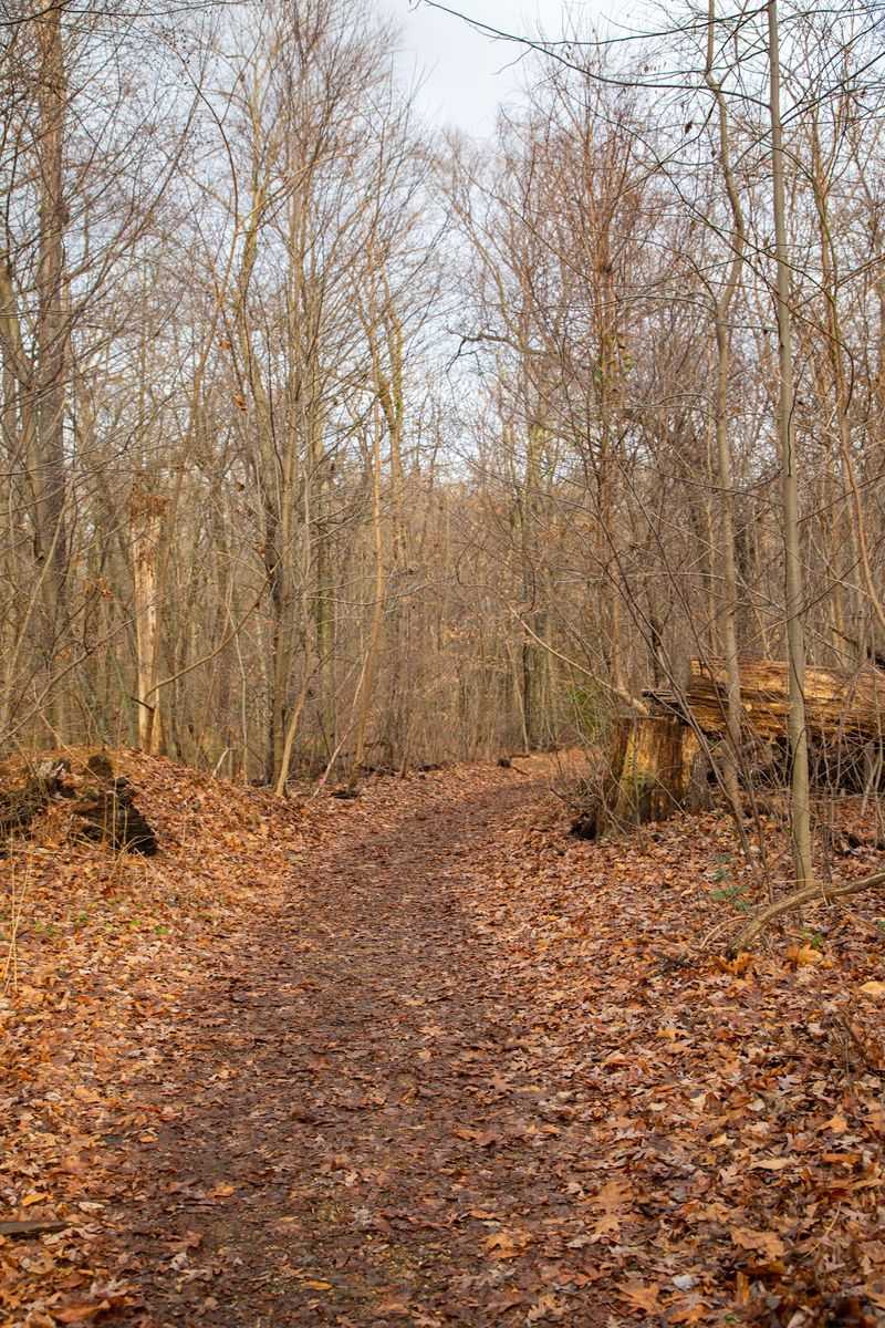 Winding Paths Lead Deeper Into the Green Winding Paths Lead Deeper Into the Green