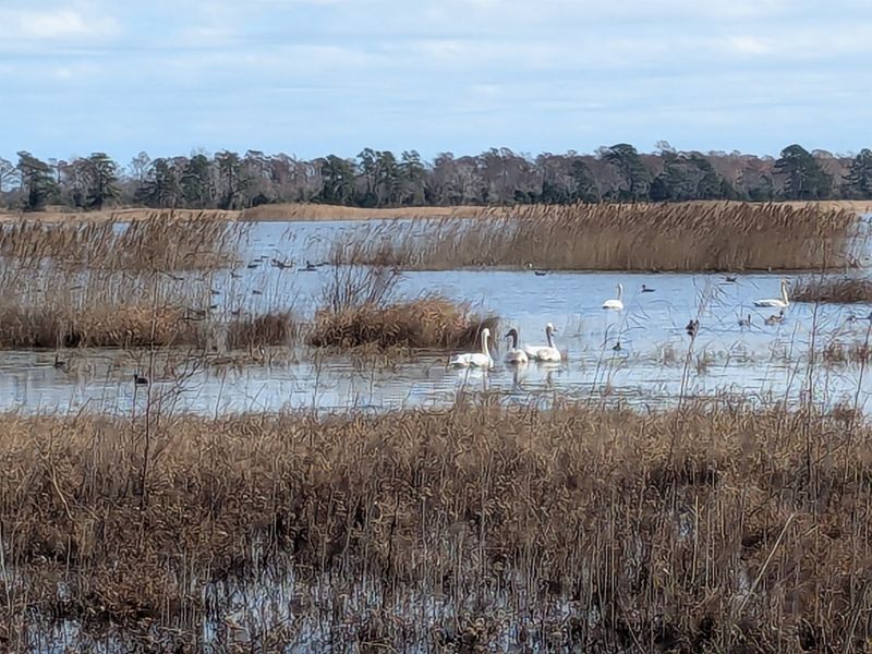 Winter Swans Turn The Water White Winter Swans Turn The Water White