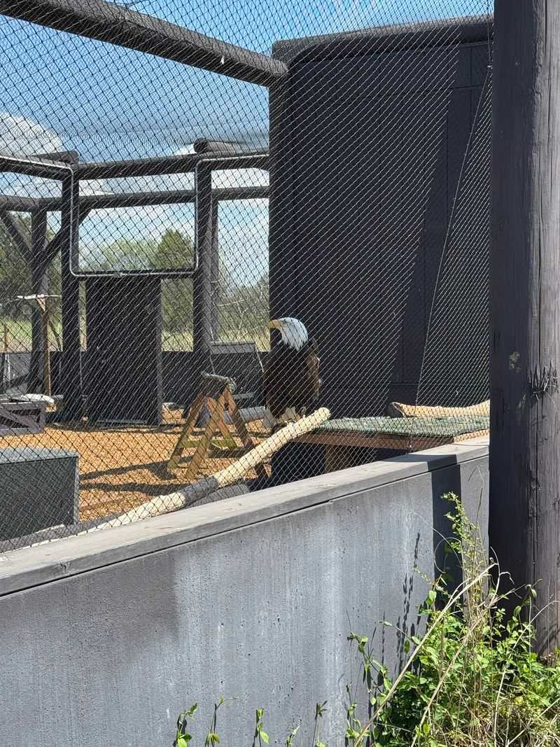 Witness Famous Eagles Like Challenger Witness Famous Eagles Like Challenger