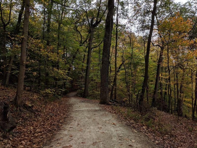 Wooded Trails That Hide the City Wooded Trails That Hide the City