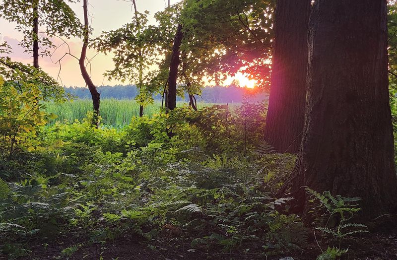 Wooded trails keep the park from being just a pool scene Wooded trails keep the park from being just a pool scene