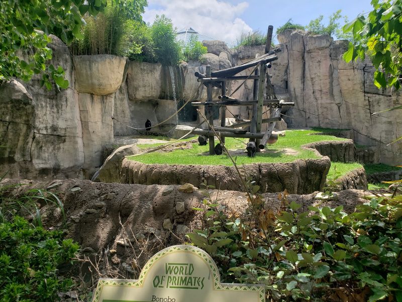 World-Class Gorilla and Ape Exhibits World-Class Gorilla and Ape Exhibits