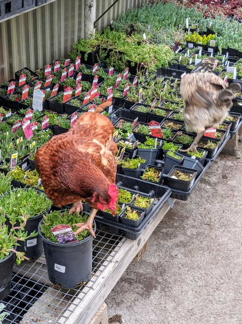 Cats, Chickens, and a Bigfoot in the Leaves