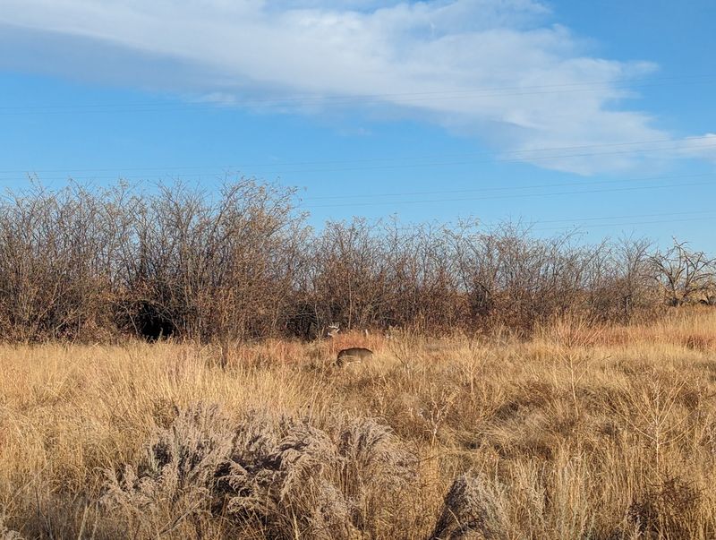 Prairie Dog Towns and Other Tiny Scene Stealers Prairie Dog Towns and Other Tiny Scene Stealers