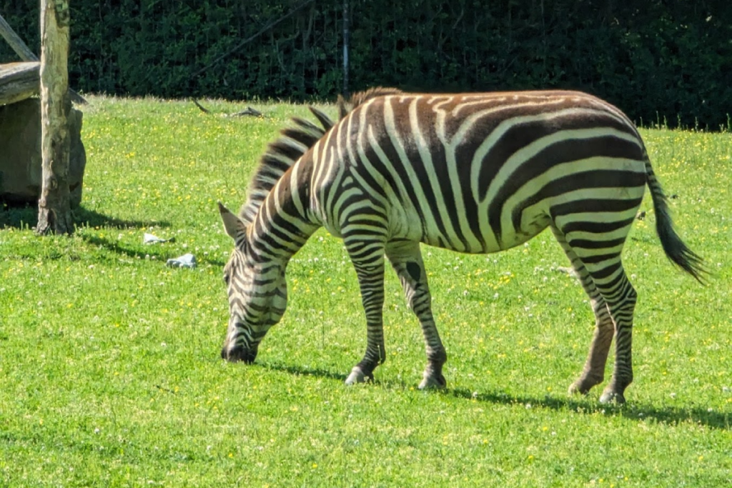 You Could Easily Spend an Entire Day Exploring This Massive Tennessee Zoo