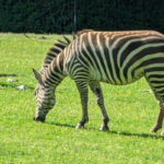 You Could Easily Spend an Entire Day Exploring This Massive Tennessee Zoo