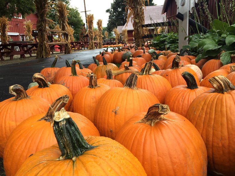 Sonny Acres Farm (West Chicago) Sonny Acres Farm (West Chicago)