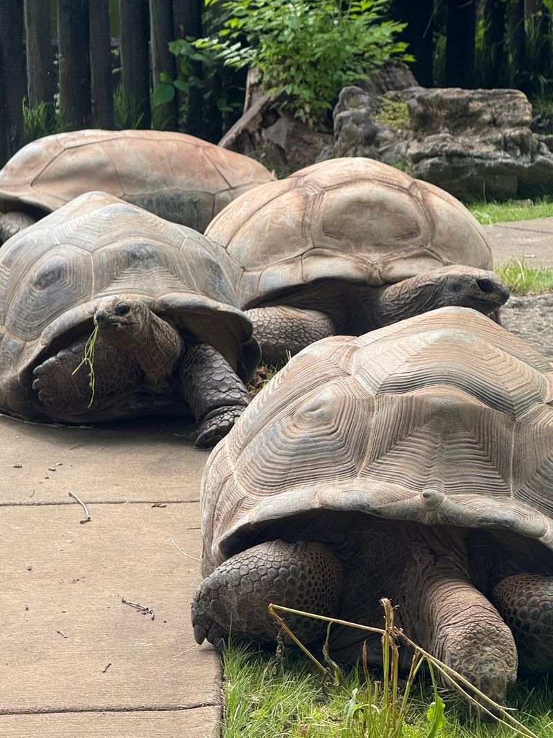 Zoo Knoxville - Knoxville Zoo Knoxville - Knoxville