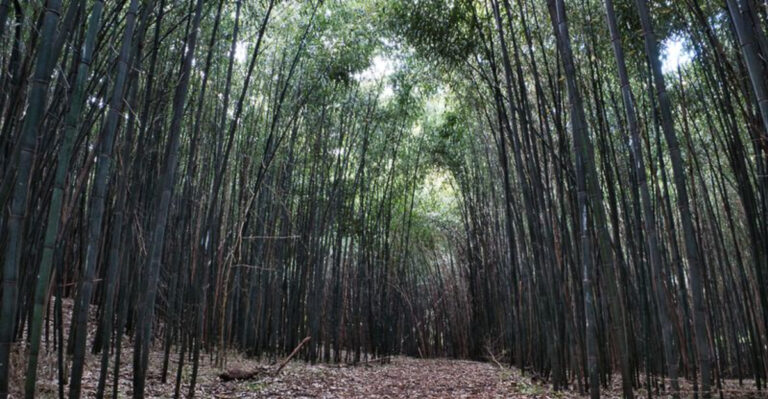 A Surreal Bamboo Forest Is Hiding in the Middle of New Jersey