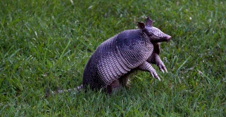 A Wild Texas Escape With Bison And Alligators Is Hiding Near Houston