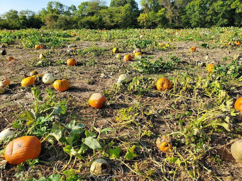 Braeutigam Orchards (Belleville) Braeutigam Orchards (Belleville)