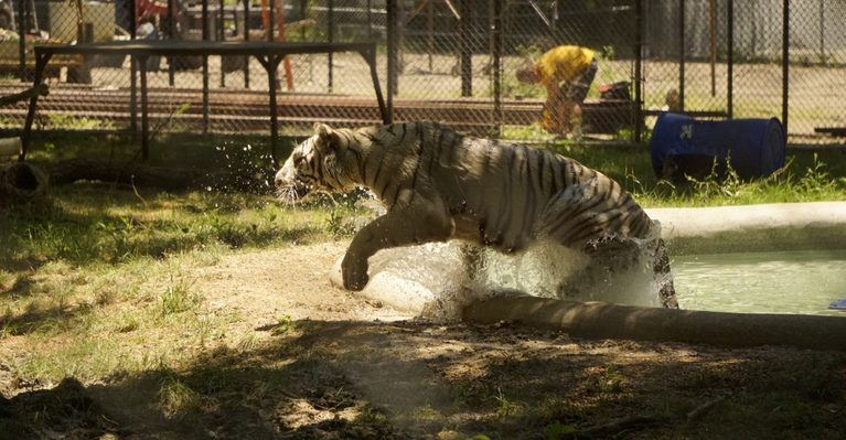 Animal Lovers Are Making the Drive to This Incredible Texas Wildlife Rescue