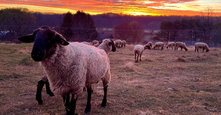 Buy Pasture-Raised Meat Straight From the Source at This New Jersey Farm