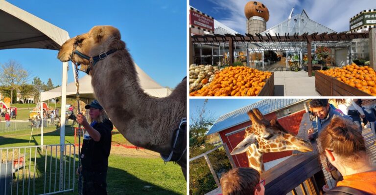 Camel Rides, Giant Slides, and a Pumpkin Barn Make Fall Extra Fun at This Illinois Farm