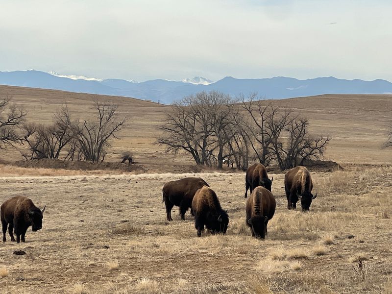 Bison Grazing With a Skyline Behind Them Bison Grazing With a Skyline Behind Them