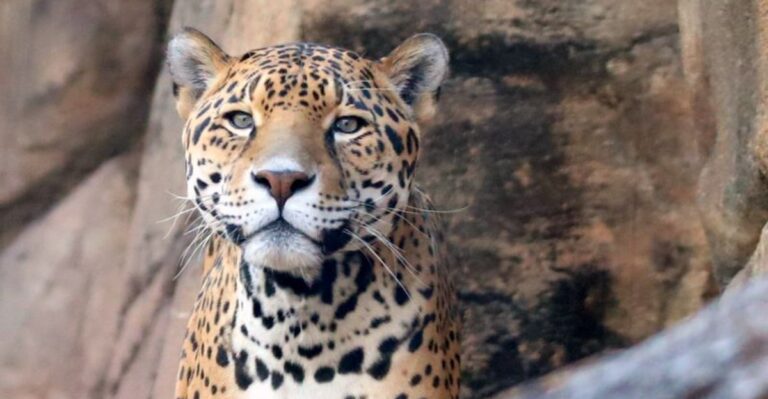 Feed A Giraffe, Spot A Jaguar, And Enjoy A Vintage Carousel At This Family-Friendly Zoo In Pennsylvania