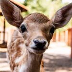 Forget The Big Theme Parks – Visit These 11 Pennsylvania Petting Zoos Instead