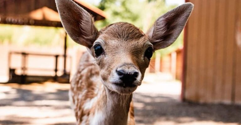 Forget The Big Theme Parks – Visit These 11 Pennsylvania Petting Zoos Instead