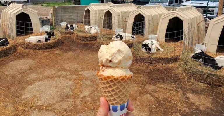 Friendly Cows And Homemade Ice Cream Make This Michigan Farm Worth The Trip