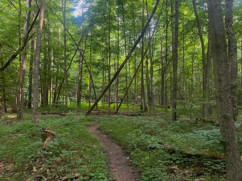 Charles C. Deam Wilderness (Bloomington) Charles C. Deam Wilderness (Bloomington)
